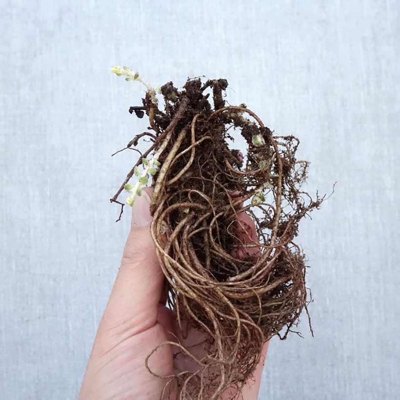 Example of Fetthenne Atlantis - Sedum takesimense Wurzelnackt as you get in hiver