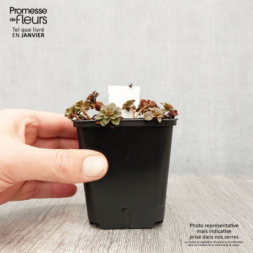 Exemplar von Fetthenne Weihenstephaner Gold - Sedum kamtschaticum var. floriferum Kleine Töpfe von 8/9 cm wie im Winter geliefert