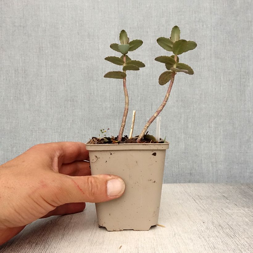 Exemplar von Fetthenne Yellow Xenox - Sedum spectabile Kleine Töpfe von 8/9 cm wie im Frühjahr geliefert