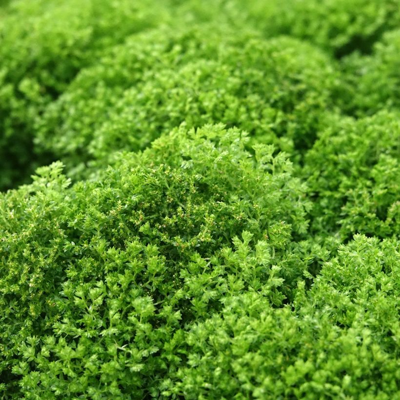 Selaginella apoda - Moosfarn (Laub)