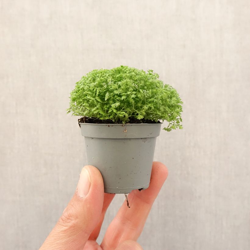Example of Selaginella apoda - Moosfarn Mini-plante as you get in printemps