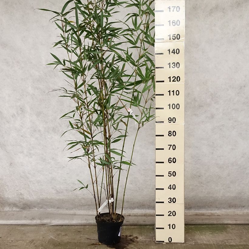 Example of Semiarundinaria fastuosa Viridis - Narihira-Bambus Topf mit 4L/5L as you get in automne