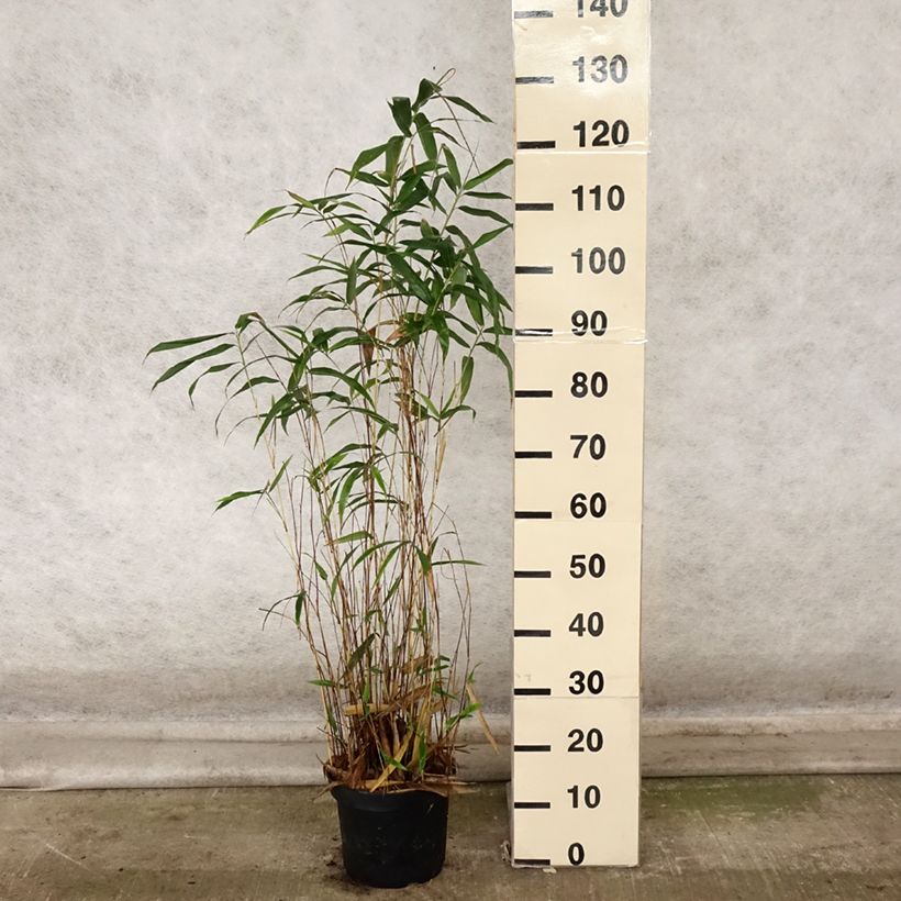 Example of Semiarundinaria yashadake Kimmei - Bambus Topf mit 4L/5L as you get in automne