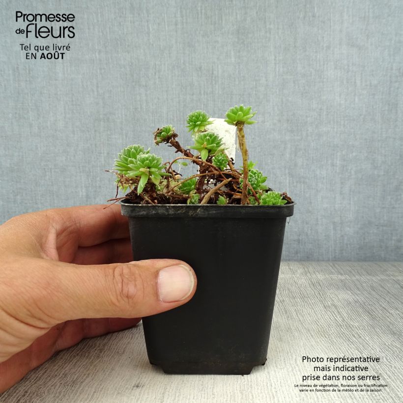 Exemplar von Hauswurz - Sempervivum arachnoideum Kleine Töpfe von 8/9 cm wie im Sommer geliefert