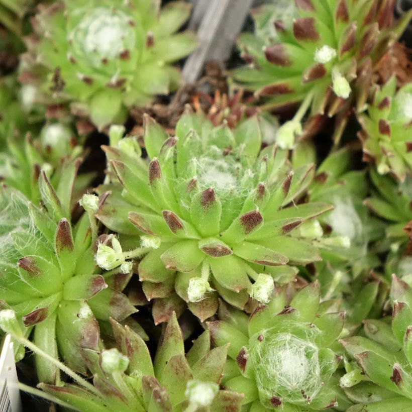 Hauswurz - Sempervivum arachnoideum (Foliage)