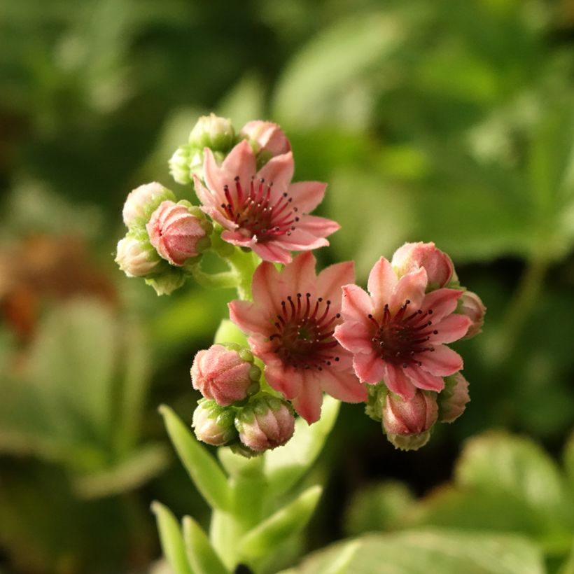 Hauswurz Rubrum - Sempervivum arachnoideum (Flowering)