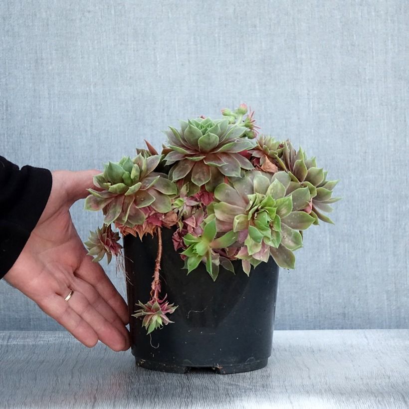 Example of Hauswurz (BigSam series) Ruby Star - Sempervivum Topf mit 3L/4L as you get in automne