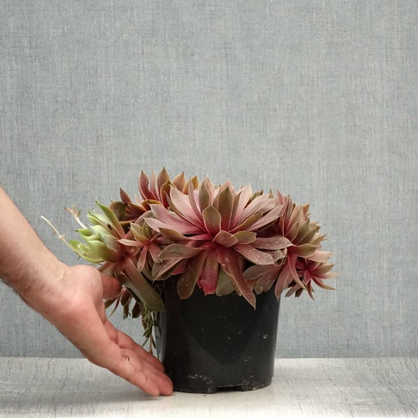 Exemplar von Hauswurz (BigSam series) Ruby Star - Sempervivum Topf mit 3L/4L wie im Sommer geliefert