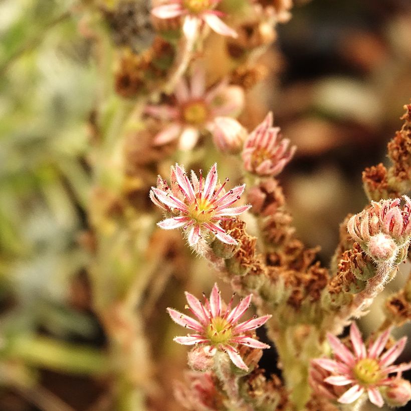 Hauswurz Chick Charms Grape Galaxy - Sempervivum  (Blüte)