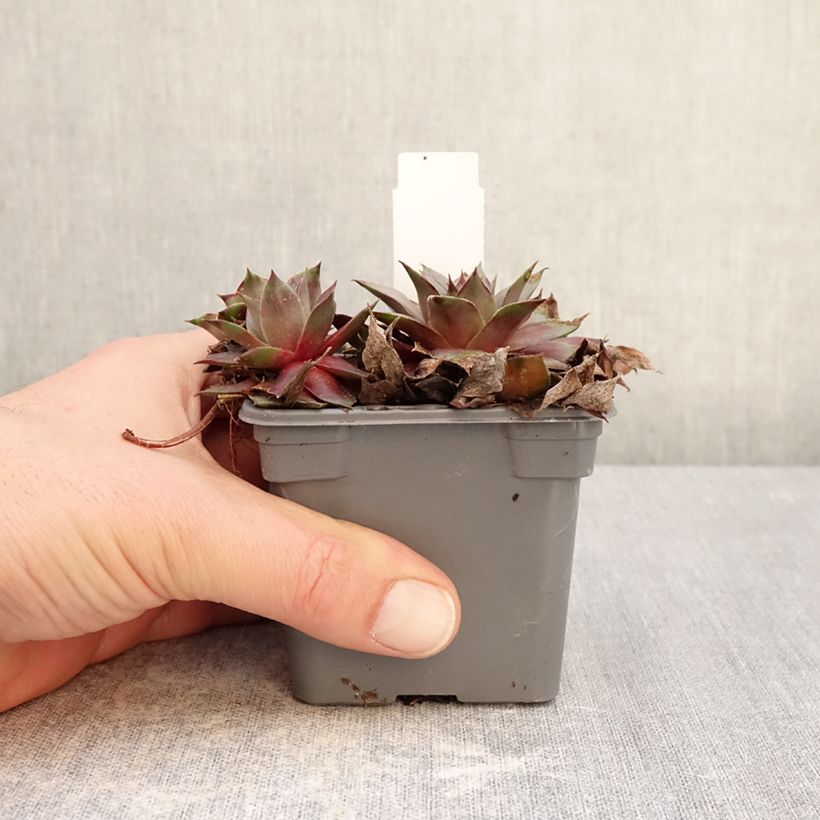 Exemplar von Sempervivum Chick Charms Grape Galaxy - Joubarbe Kleine Töpfe von 8/9 cm wie im Winter geliefert