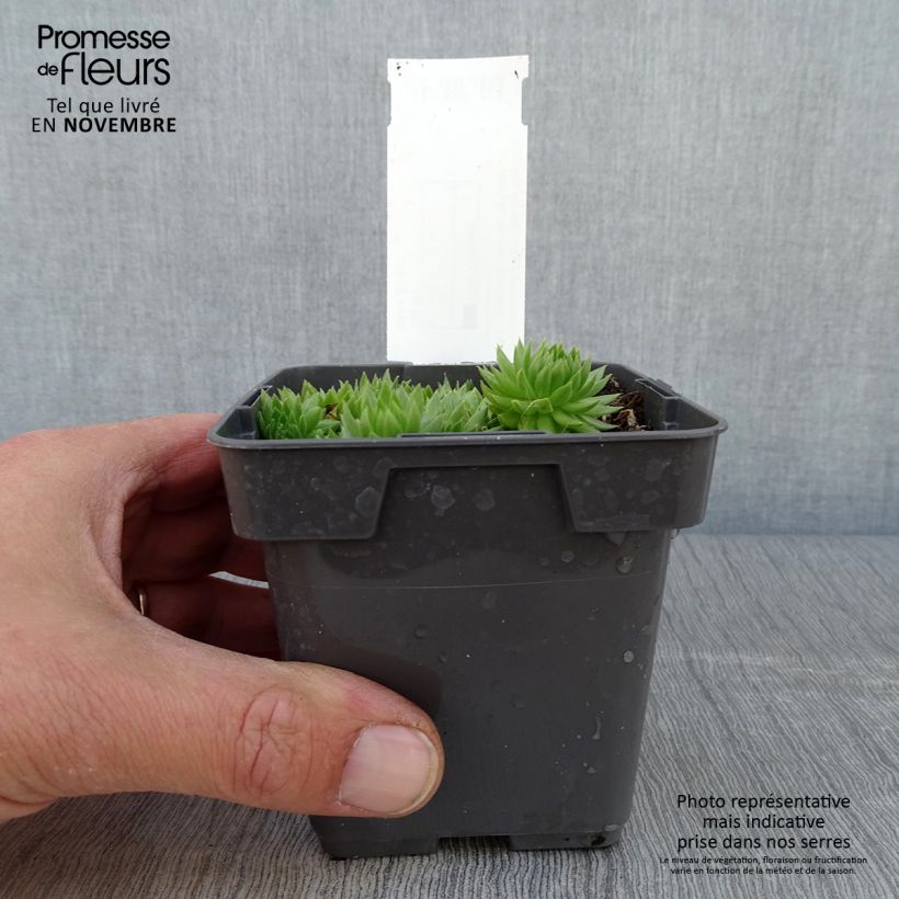 Example of Hauswurz Chick Charms Key Lime Kiss - Sempervivum Topf 10 cm/11cm as you get in automne