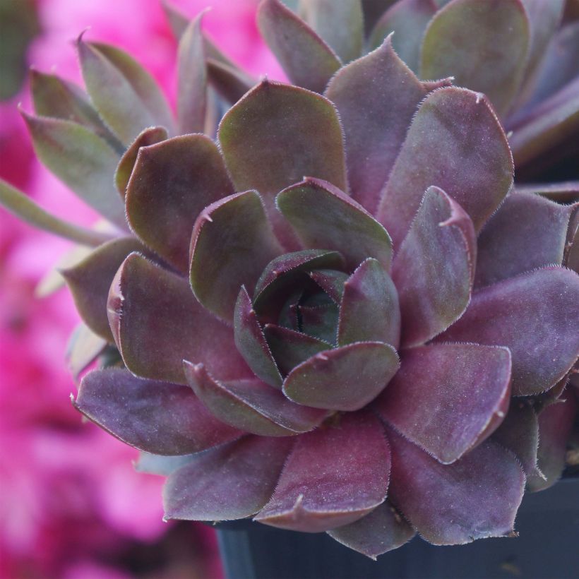 Hauswurz Chick Charms Plum Perfect - Sempervivum (Plant habit)