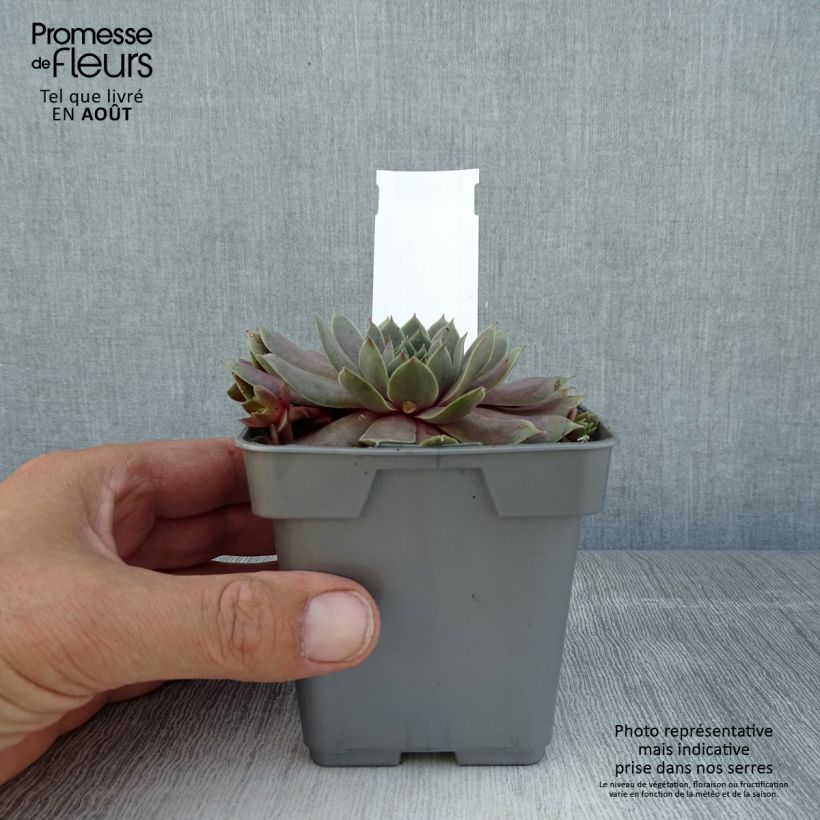 Exemplar von Hauswurz Chick Charms Berry Blues - Sempervivum Topf 10 cm/11cm wie im Sommer geliefert