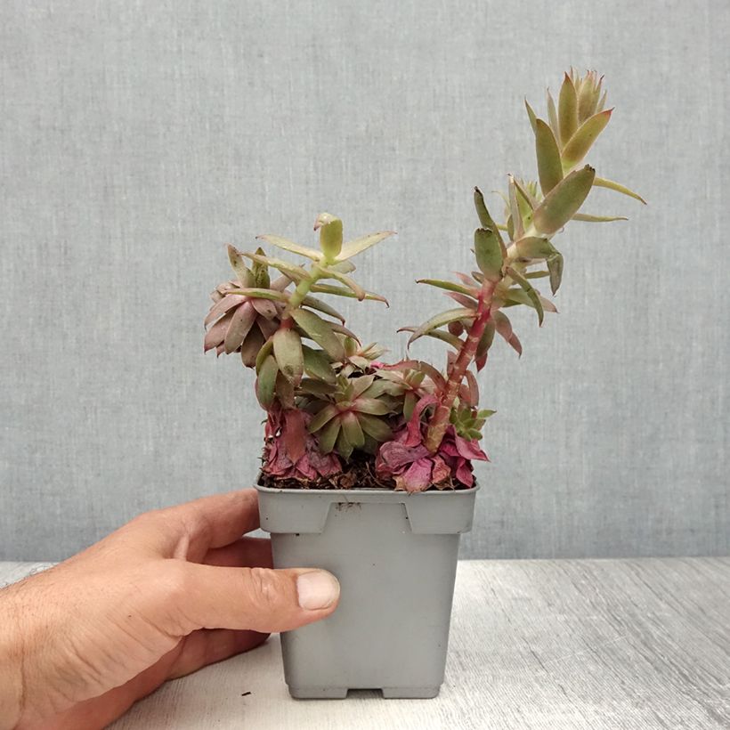 Exemplar von Hauswurz Chick Charms Bing Cherry - Sempervivum Topf 10 cm/11cm wie im Sommer geliefert