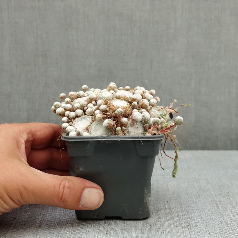 Exemplar von Hauswurz Colorockz Arctic White - Sempervivum arachnoideum Kleine Töpfe von 8/9 cm wie im Frühjahr geliefert