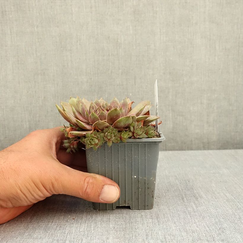 Exemplar von Hauswurz Colorockz Coconut Crystal - Sempervivum  Kleine Töpfe von 8/9 cm wie im Sommer geliefert