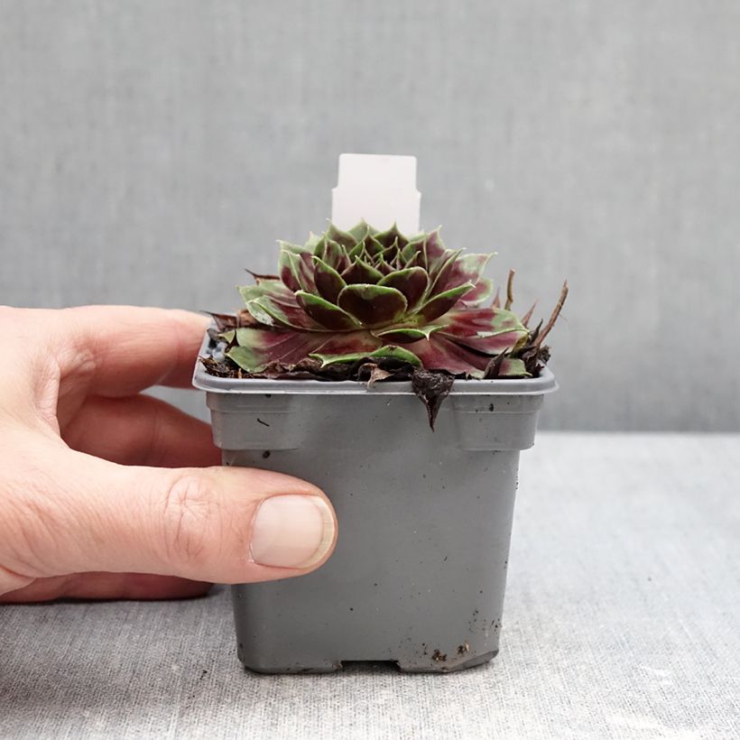 Exemplar von Hauswurz Colorockz Coconut Crystal - Sempervivum  Kleine Töpfe von 8/9 cm wie im Winter geliefert