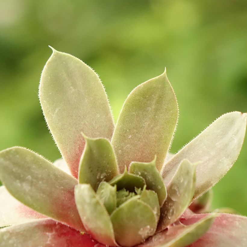 Hauswurz Commander Hay - Sempervivum (Foliage)