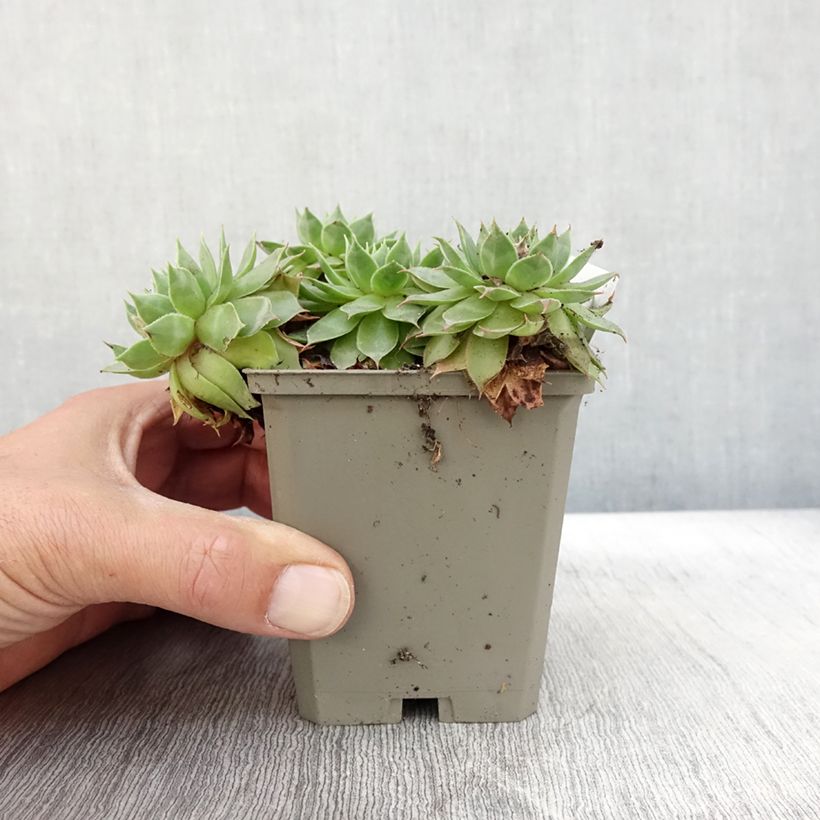 Example of Hauswurz Gay Jester - Sempervivum Kleine Töpfe von 8/9 cm as you get in automne