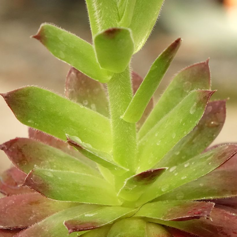 Hauswurz Granat - Sempervivum (Foliage)