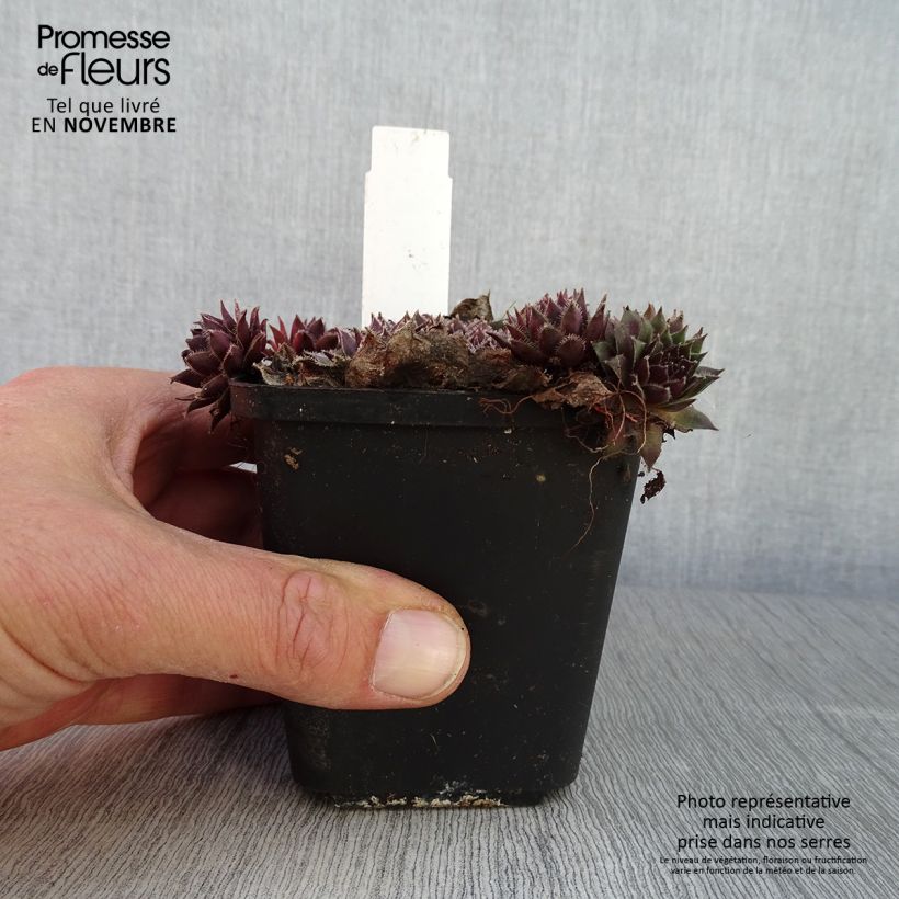 Example of Hauswurz Pilatus - Sempervivum Kleine Töpfe von 8/9 cm as you get in automne