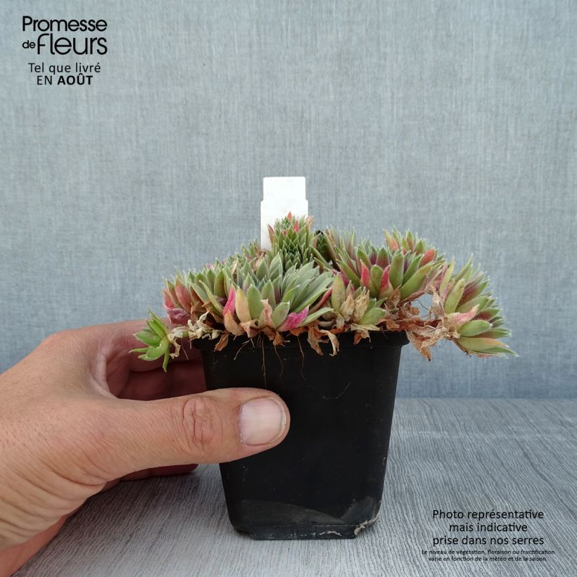 Exemplar von Hauswurz Pilatus - Sempervivum Kleine Töpfe von 8/9 cm wie im Sommer geliefert