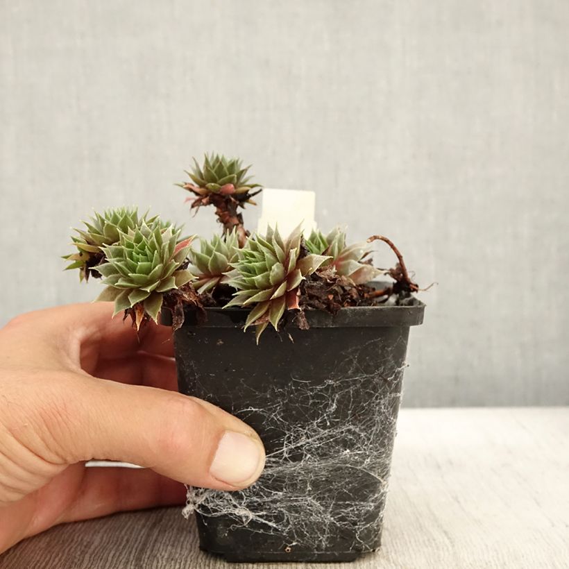 Example of Hauswurz Purple Beauty - Sempervivum Kleine Töpfe von 8/9 cm as you get in automne