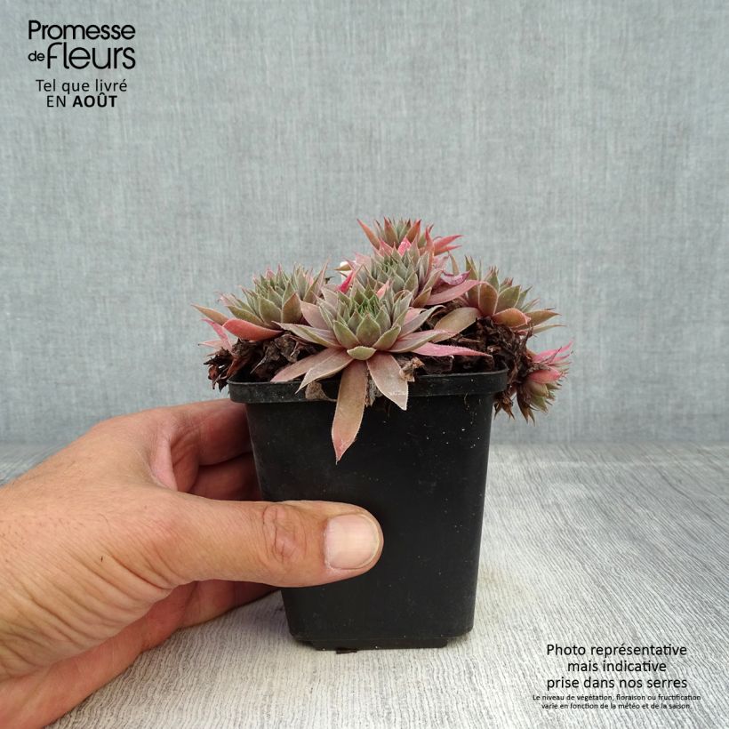 Exemplar von Hauswurz Purple Beauty - Sempervivum Kleine Töpfe von 8/9 cm wie im Sommer geliefert