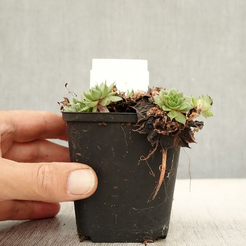 Example of Hauswurz Rauher Kulm - Sempervivum Kleine Töpfe von 8/9 cm as you get in automne