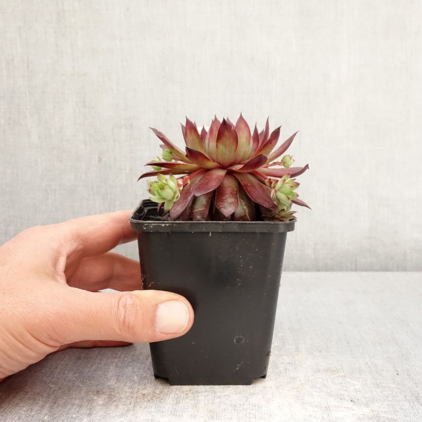 Exemplar von Hauswurz Rubin - Sempervivum Kleine Töpfe von 8/9 cm wie im Frühjahr geliefert