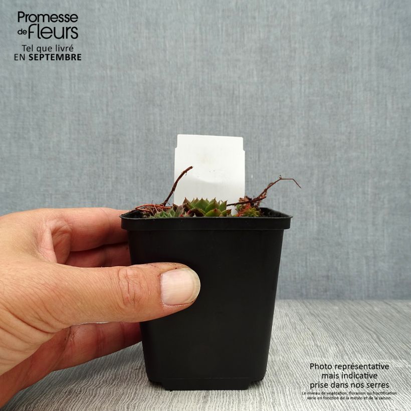Example of Hauswurz Santis - Sempervivum Kleine Töpfe von 8/9 cm as you get in automne
