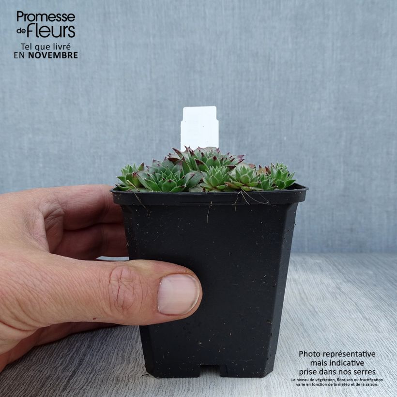Example of Dachwurz - Sempervivum tectorum Kleine Töpfe von 8/9 cm as you get in automne