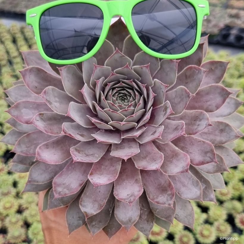 Hauswurz Chick Charms Giants Steel Appeal - Sempervivum (Wuchs)