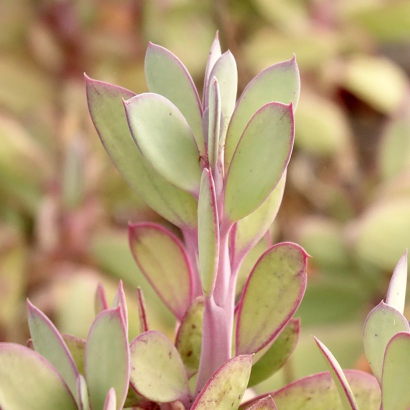Senecio crassissimus (Laub)