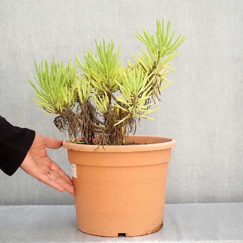Exemplar von Senecio cylindricus Topf mit 7,5L/10L wie im Herbst geliefert
