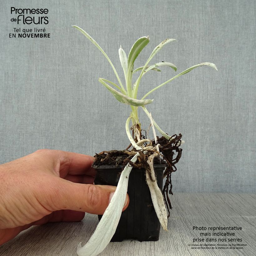 Example of Senecio Donkey's Ears - Kreuzkraut Kleine Töpfe von 8/9 cm as you get in automne