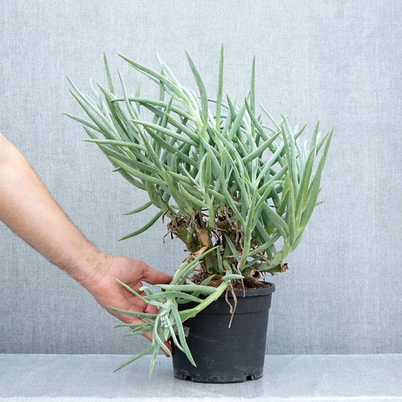 Example of Senecio ficoides - Sukkulente Curio ficoides Topf mit 2L/3L as you get in ete
