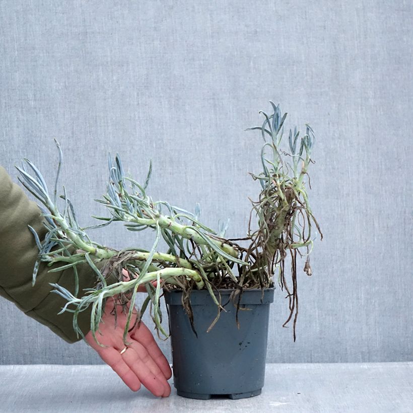 Exemplar von Senecio ficoides - Sukkulente Curio ficoides Topf mit 2L/3L wie im Winter geliefert