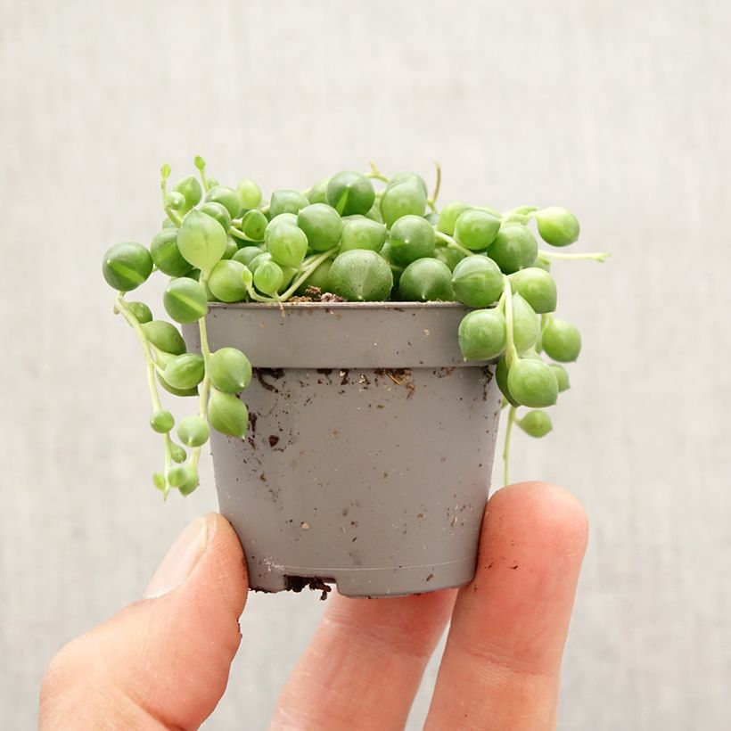 Example of Erbsenpflanze - Senecio herreianus Mini-plante as you get in printemps