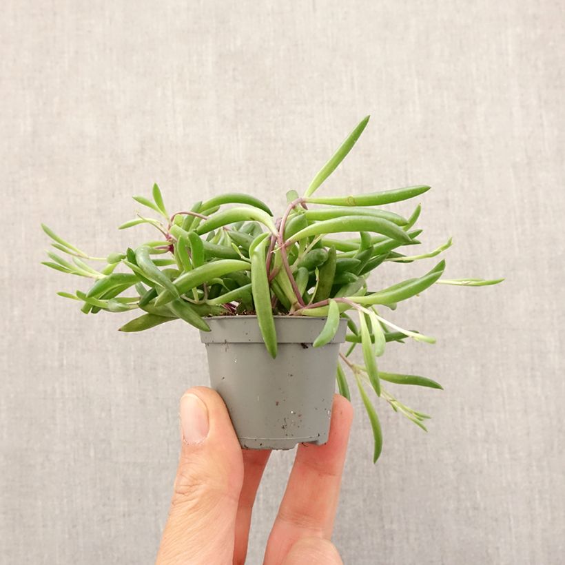 Example of Erbsenpflanze - Senecio herreianus Purple Flush Mini-plante as you get in printemps