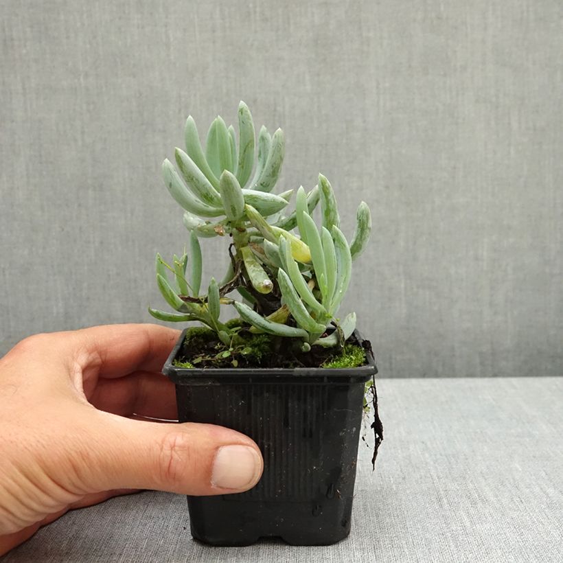 Exemplar von Senecio serpens Blue Chalk - Kreuzkraut Kleine Töpfe von 8/9 cm wie im Frühjahr geliefert