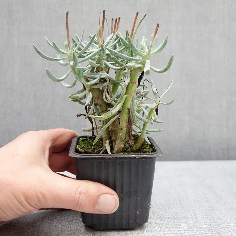 Exemplar von Senecio serpens Dwarf Blue Kleine Töpfe von 8/9 cm wie im Winter geliefert