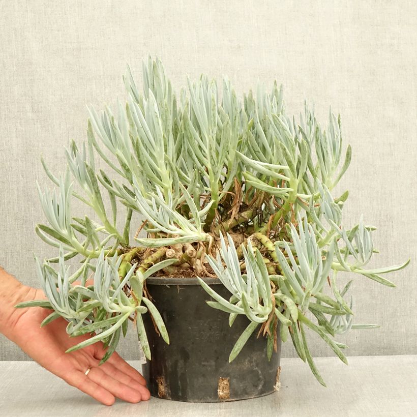 Exemplar von Senecio serpens - Plante succulente Topf mit 3L/4L wie im Sommer geliefert