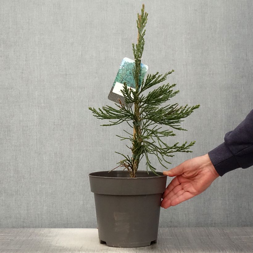 Exemplar von Sequoiadendron giganteum Glaucum - Bergmammutbaum Topf mit 4L/5L wie im Frühjahr geliefert