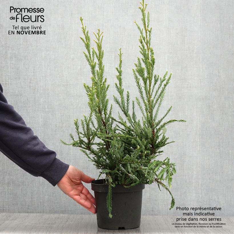 Example of Sequoia sempervirens Adpressa - Küstenmammutbaum Topf mit 3L/4L as you get in automne