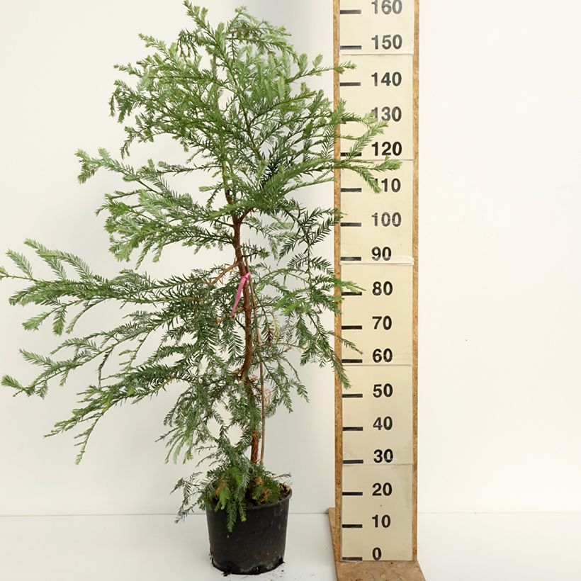 Example of Sequoia sempervirens - Küstenmammutbaum Topf mit 7,5L/10L as you get in ete