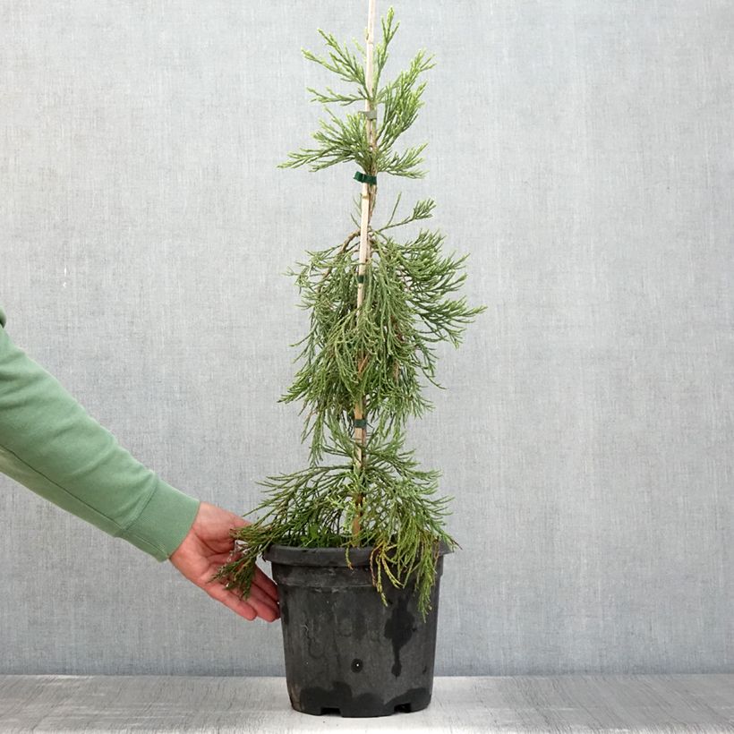 Example of Sequoiadendron giganteum Pendulum - Bergmammutbaum Topf mit 4L/5L as you get in ete