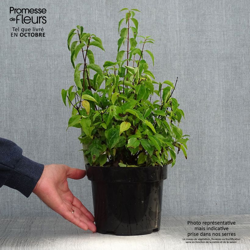 Example of Gefüllter Gartenjasmin Albâtre - Philadelphus virginalis Topf mit 3L/4L as you get in automne