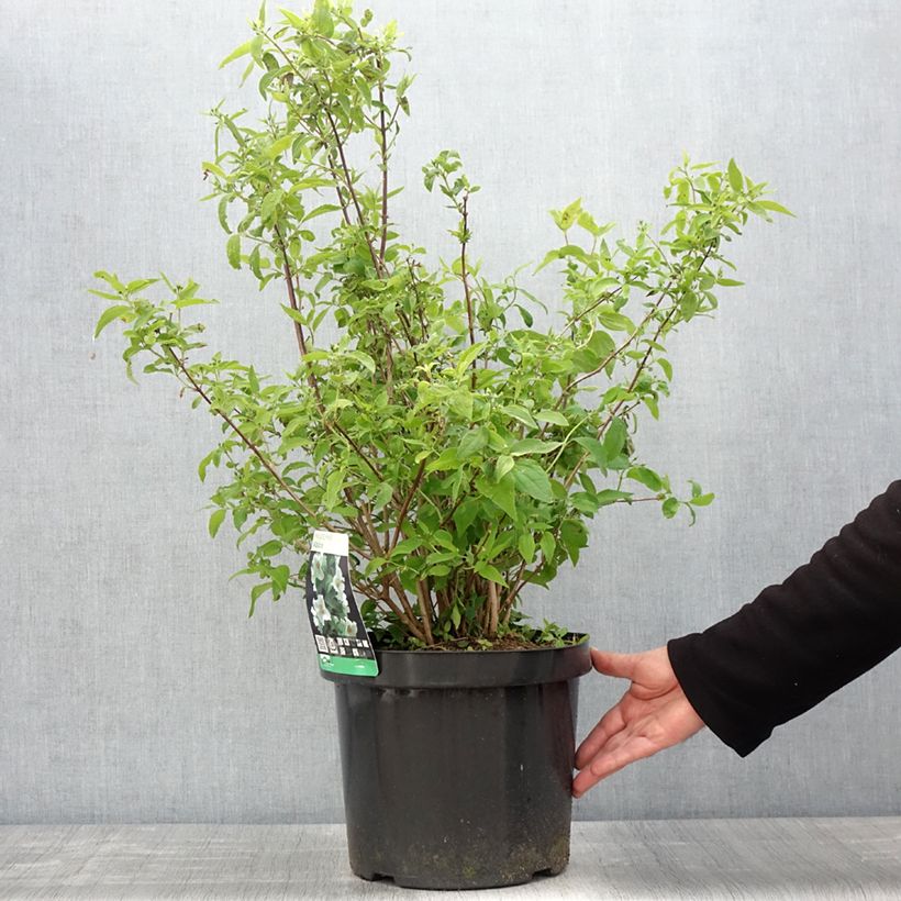 Example of Gefüllter Gartenjasmin Albâtre - Philadelphus virginalis Topf mit 7,5L/10L as you get in printemps