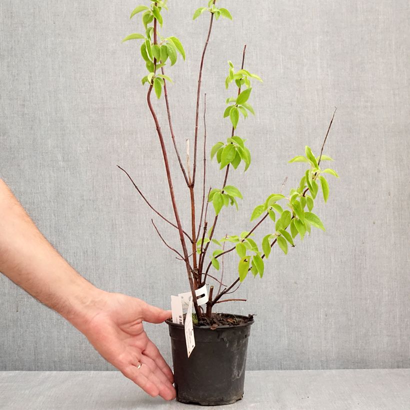 Exemplar von Gefüllter Gartenjasmin Natchez - Philadelphus virginalis Topf mit 4L/5L wie im Herbst geliefert